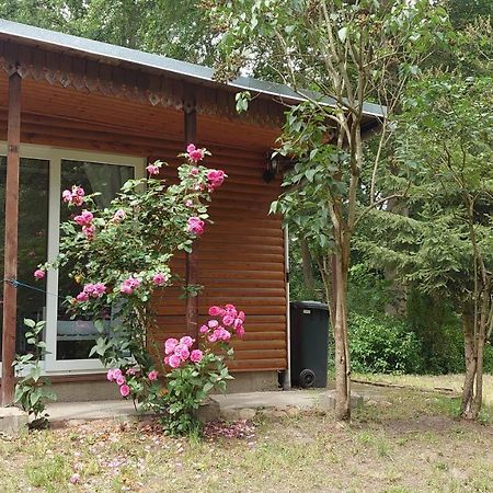 Waldhaus Halvor Villa Zichtau Exterior photo